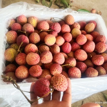 广东高州荔枝