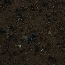 黑皮鸡纵菌