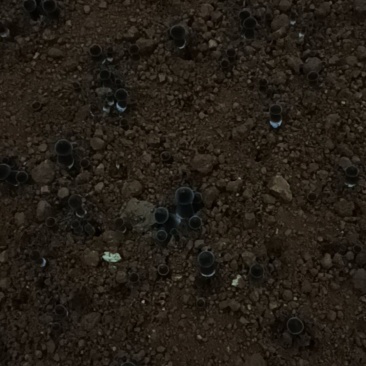 黑皮鸡纵菌