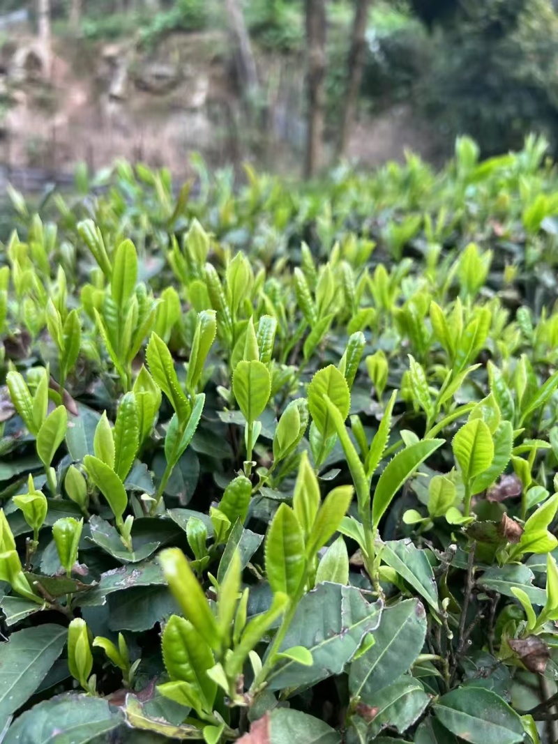 五峰毛尖绿茶