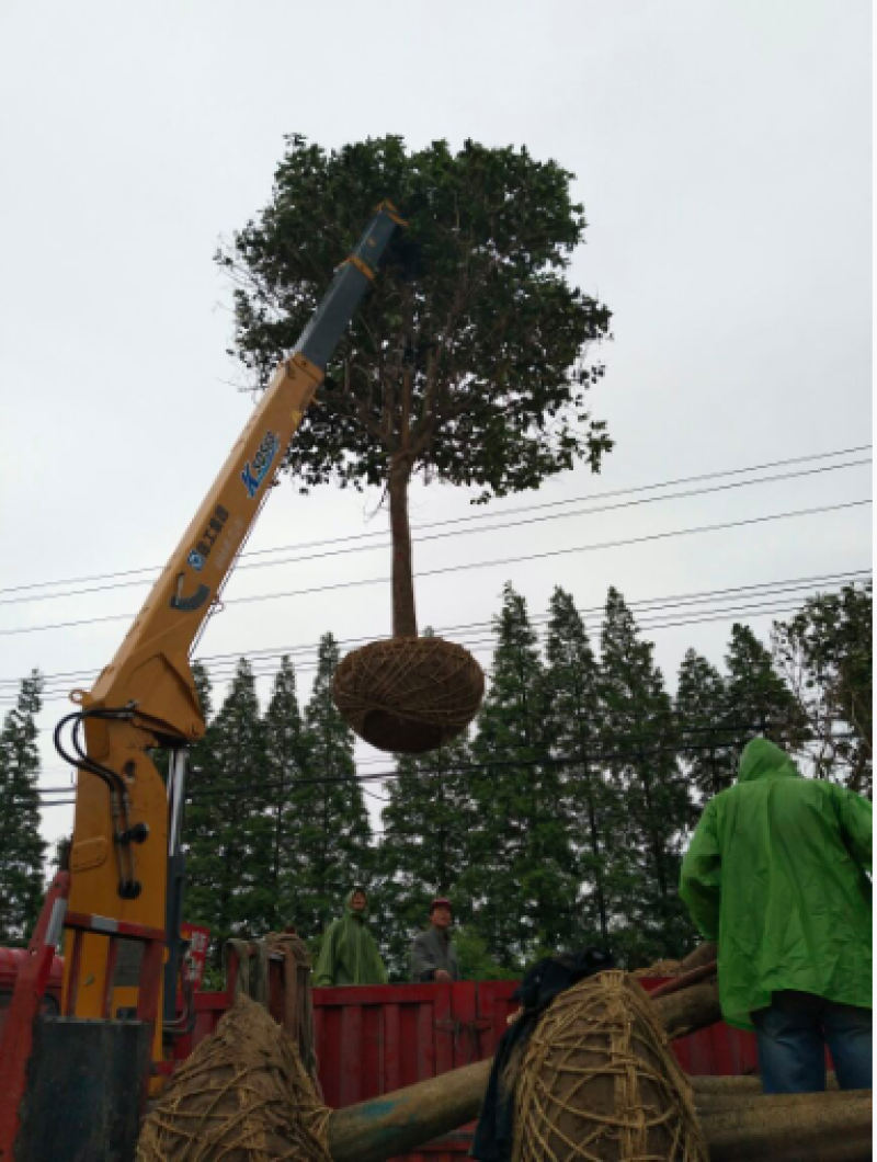8~10厘米，大叶女贞。基地直发大量有货。价格适用，各种规格
