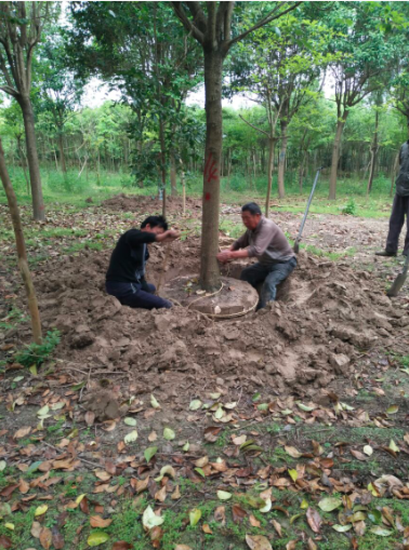 8~10厘米，大叶女贞。基地直发大量有货。价格适用，各种规格
