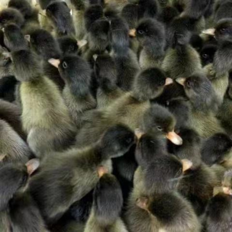 正中金锭蛋鸭苗