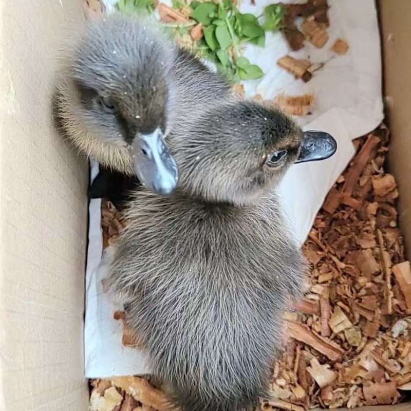 正中金锭蛋鸭苗