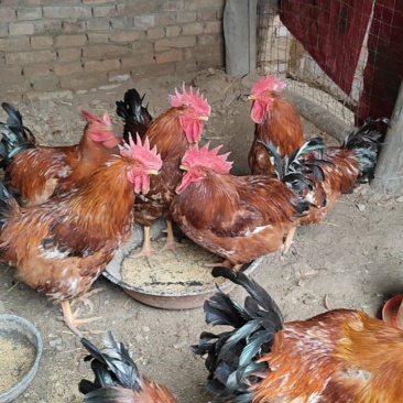 6只公鸡，4只母鸡