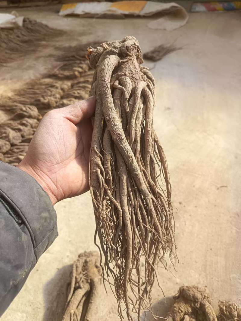 新鲜当归原产地保证24小时在线服务***