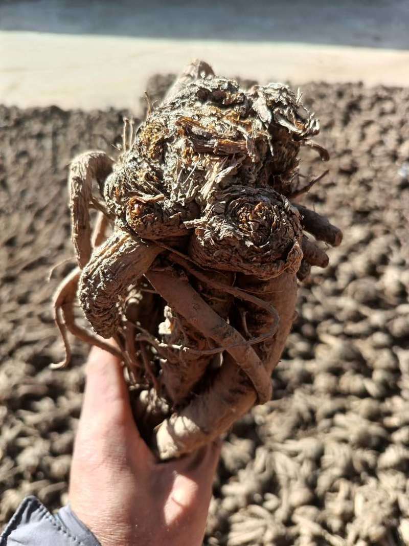 新鲜当归原产地保证24小时在线服务***