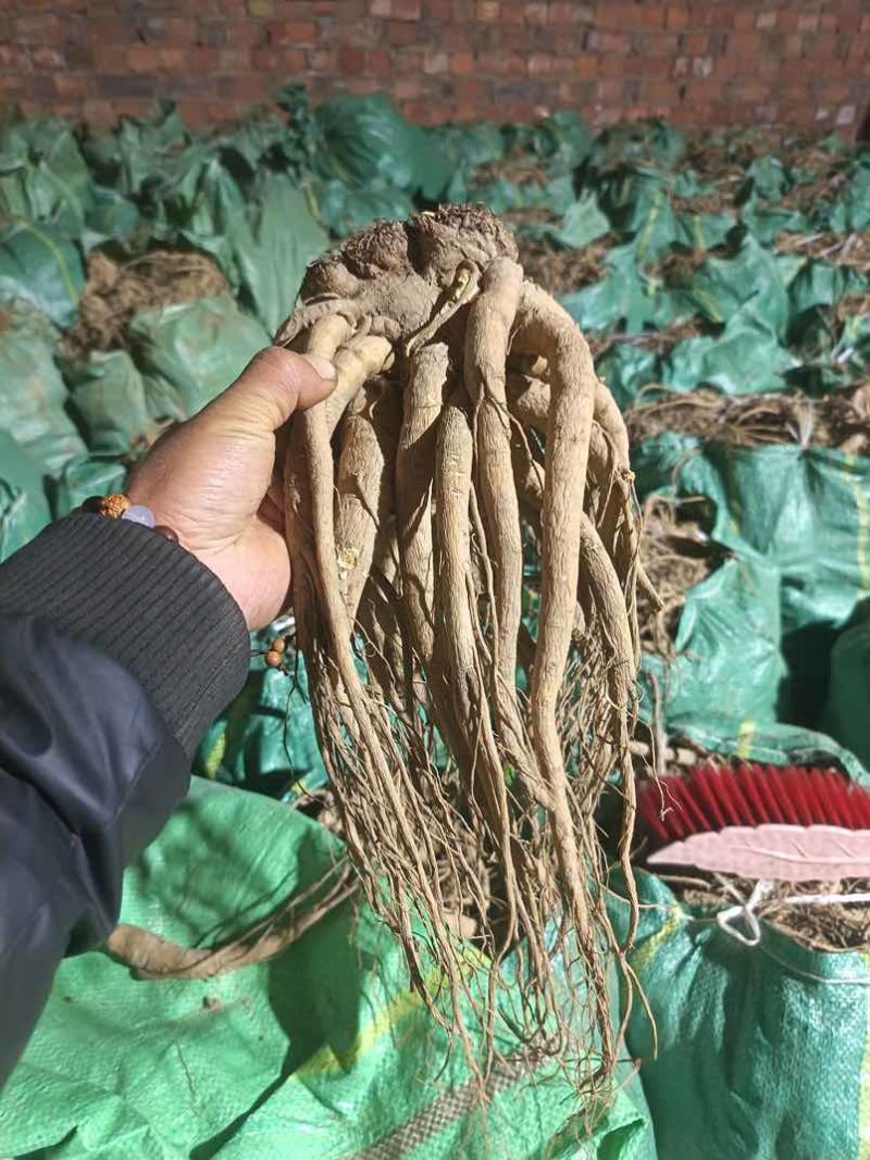 新鲜当归原产地保证24小时在线服务***