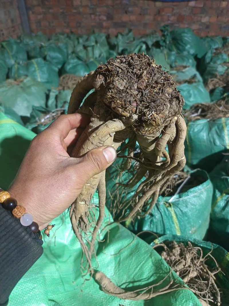 新鲜当归原产地保证24小时在线服务***