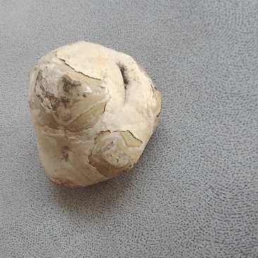 羊黄羊宝（羊结石）自己杀羊出的