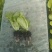 意大利生菜苗