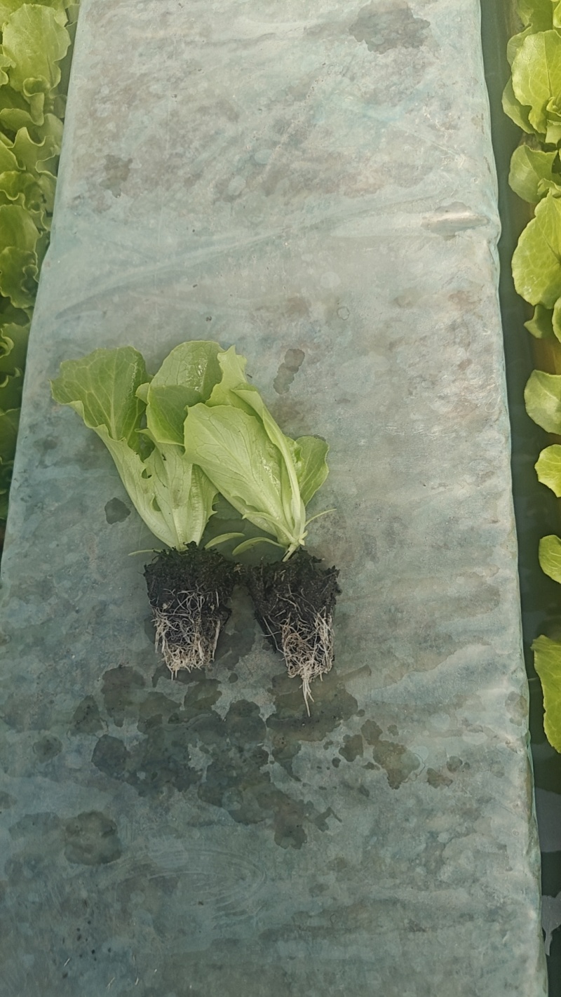 意大利生菜苗
