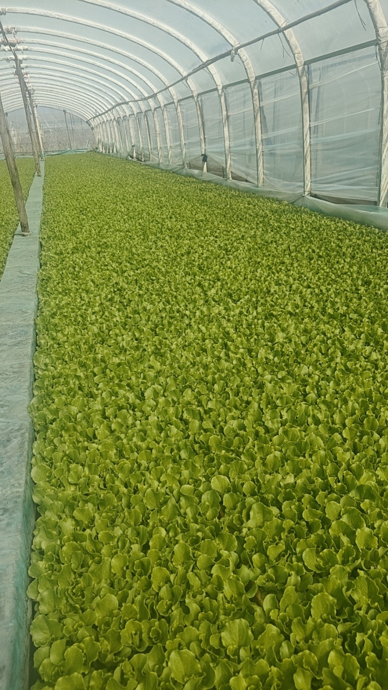 意大利生菜苗