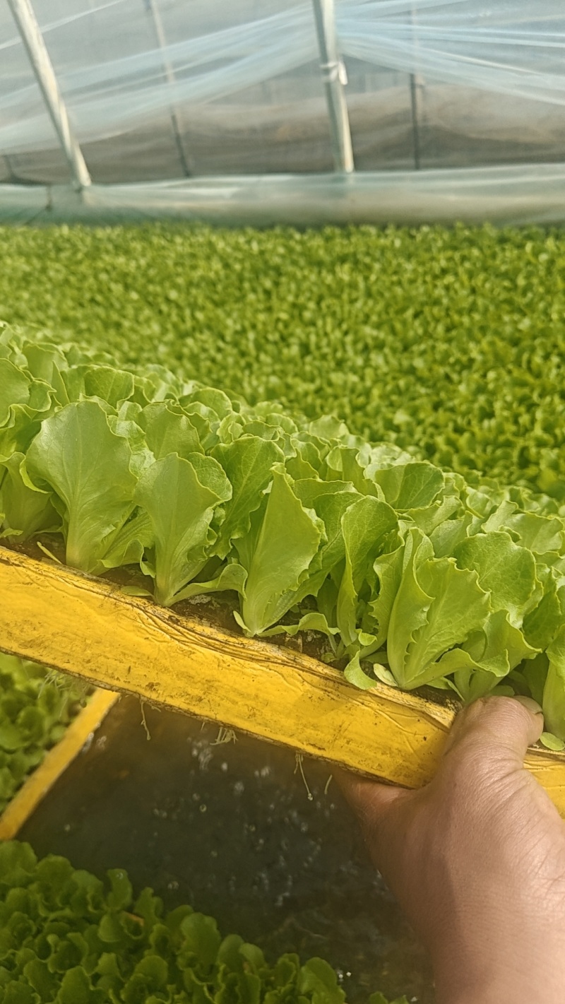 意大利生菜苗