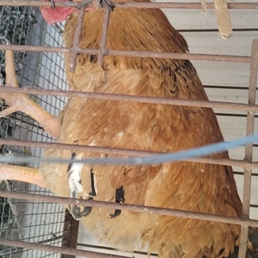 鸡