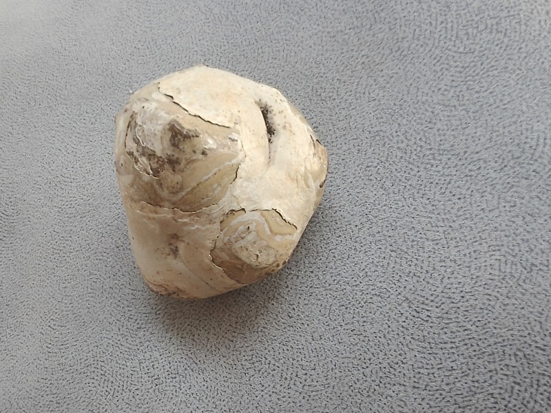 自己家杀羊出的羊宝羊结石需要的老板联系