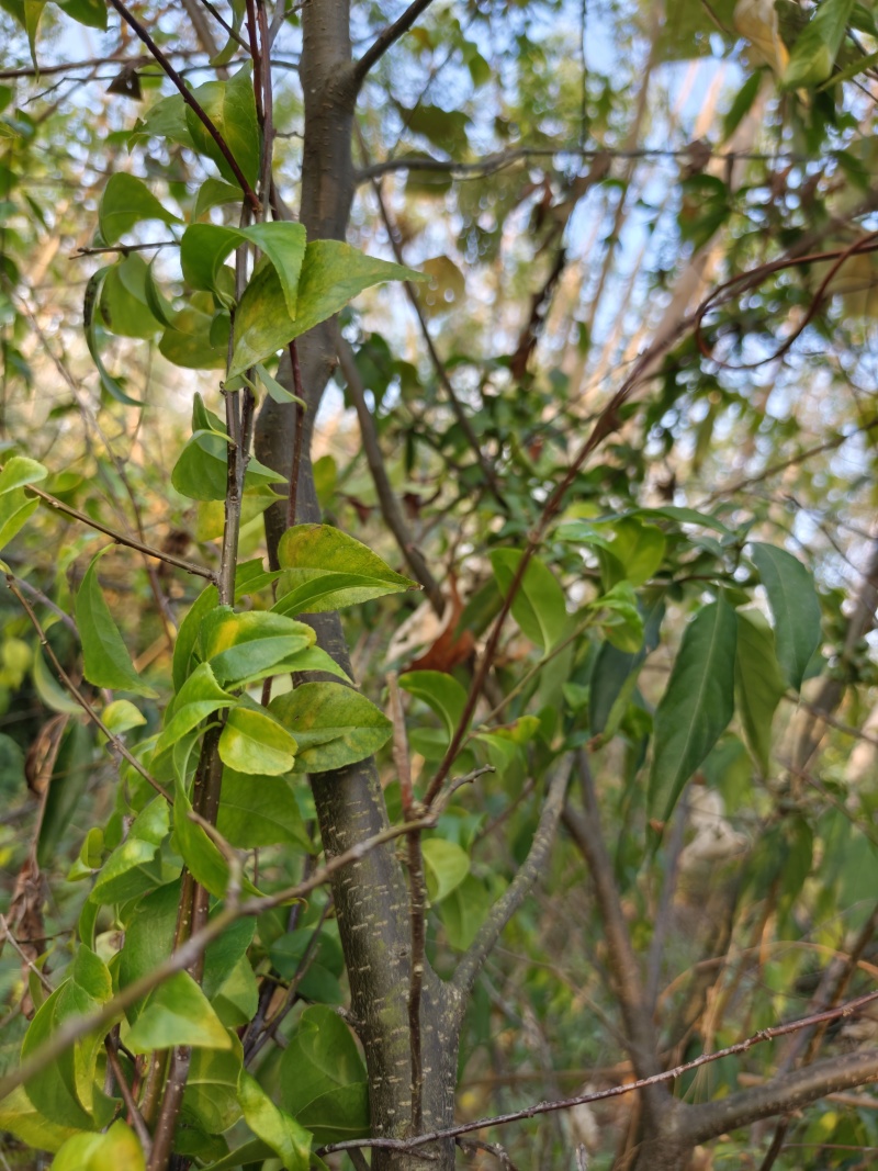 岗梅根