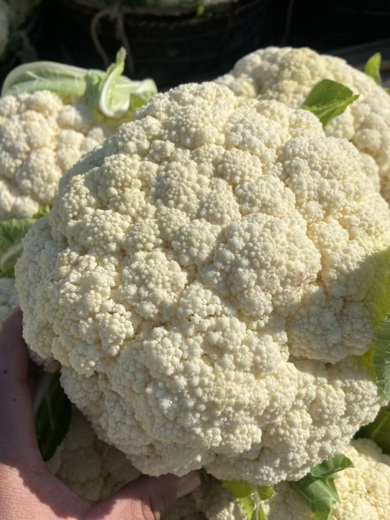精品有机散花