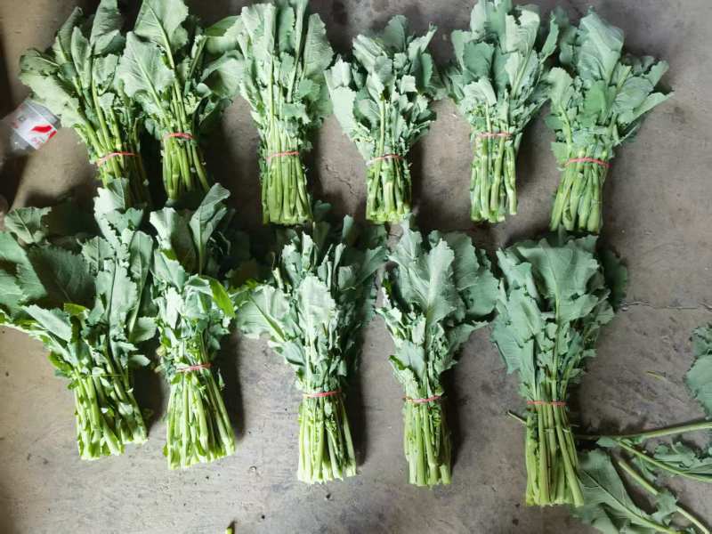 油菜苔