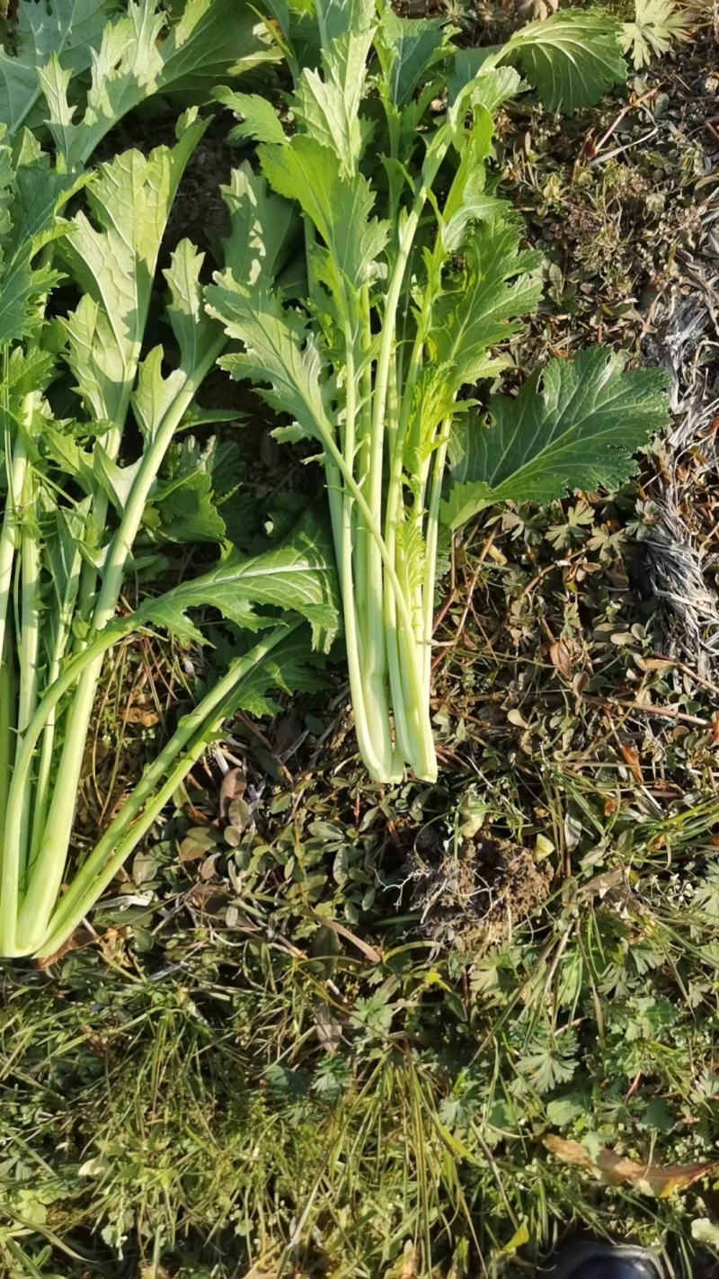 油菜苔