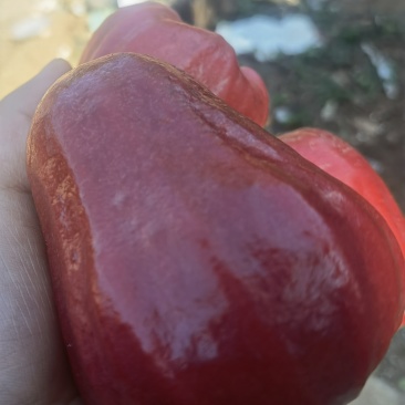 海南黑金刚莲雾