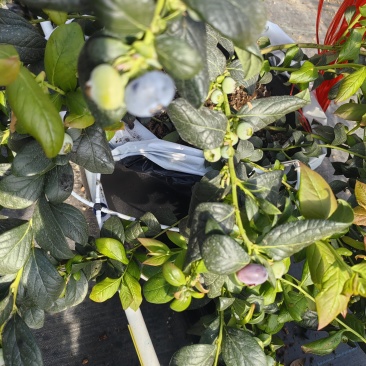 花香蓝莓L25品种新鲜品质，软糯香甜可口