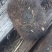 猪宝