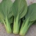 大棚种植蔬菜，油菜，上海青，新鲜，现挖