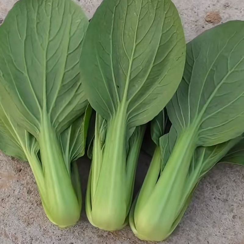 大棚种植蔬菜，油菜，上海青，新鲜，现挖