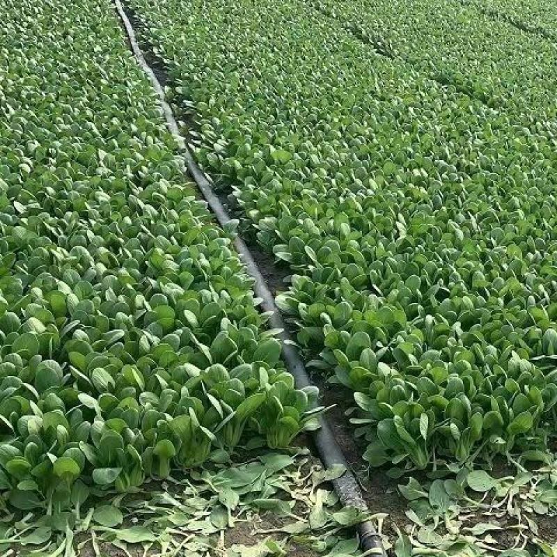 大棚种植蔬菜，油菜，上海青，新鲜，现挖