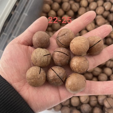 夏威夷果，源头厂家，支持一件代发，拉大货，有量有价，包退货！