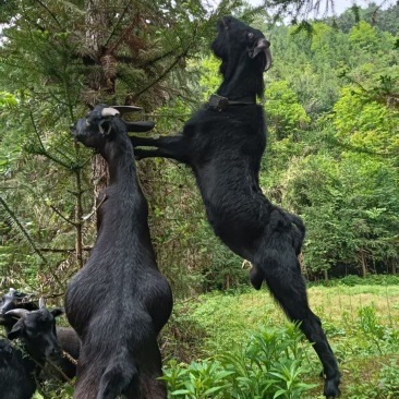 放养黑山养