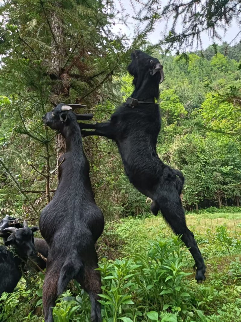 放养黑山养