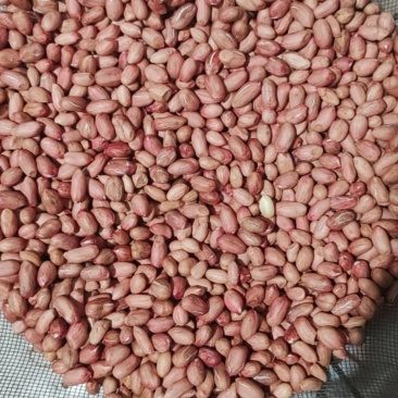 自产新鲜手剥花生米