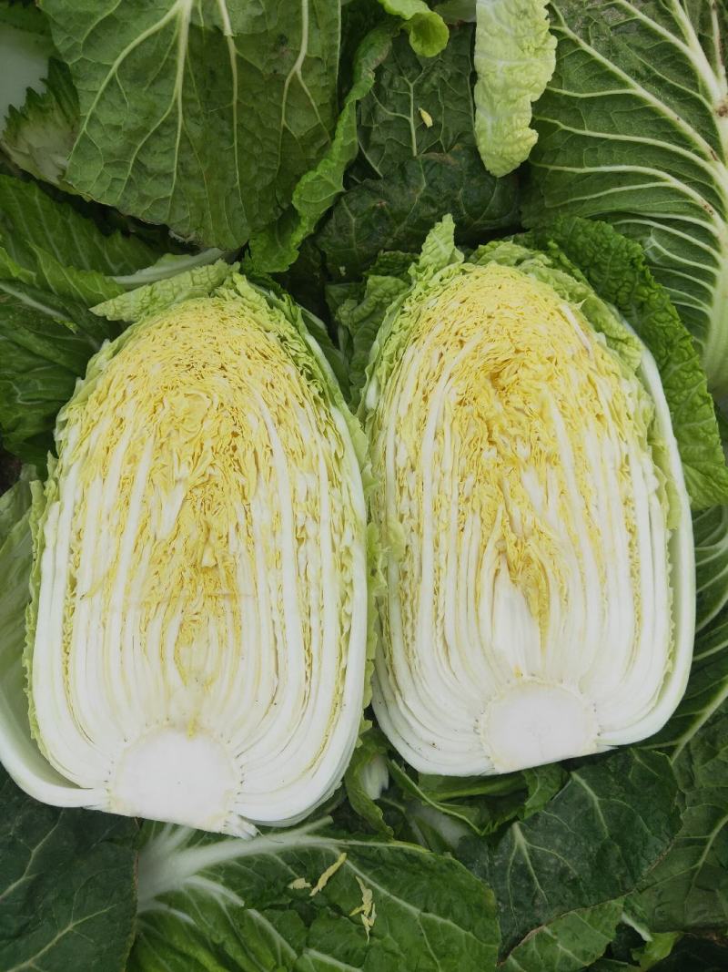 黄芯大白菜