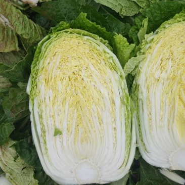 黄芯大白菜