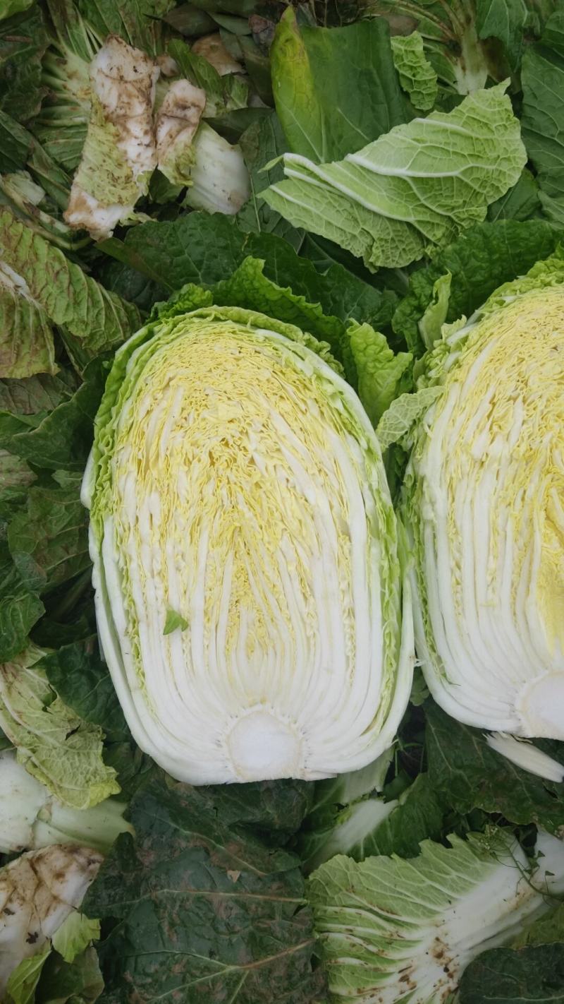 黄芯大白菜