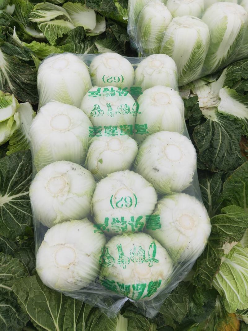 黄芯大白菜