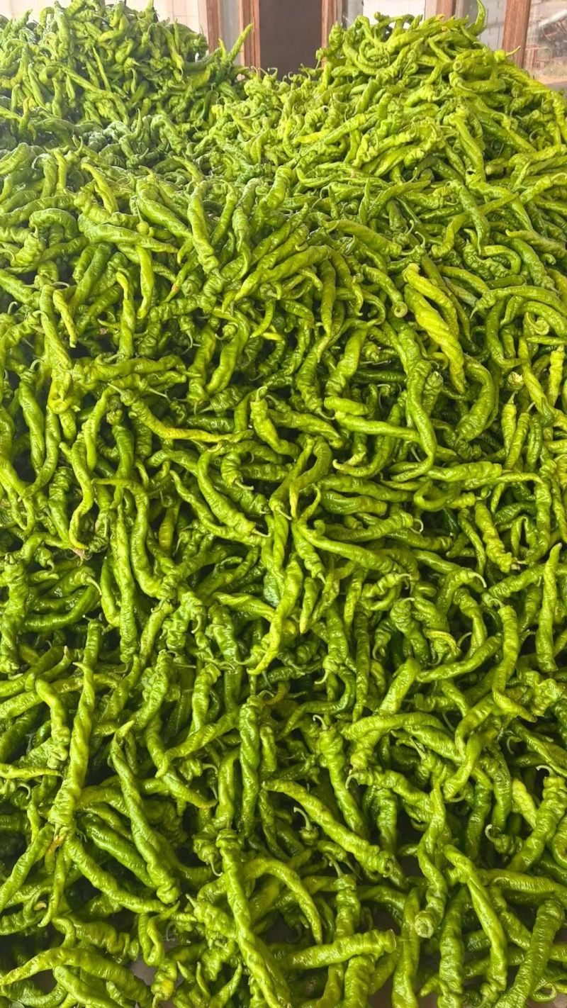 螺丝椒，暖棚，二茬子