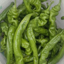 螺丝椒，暖棚，二茬子