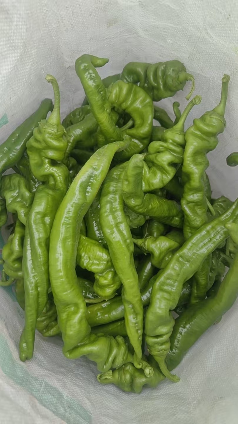 螺丝椒，暖棚，二茬子