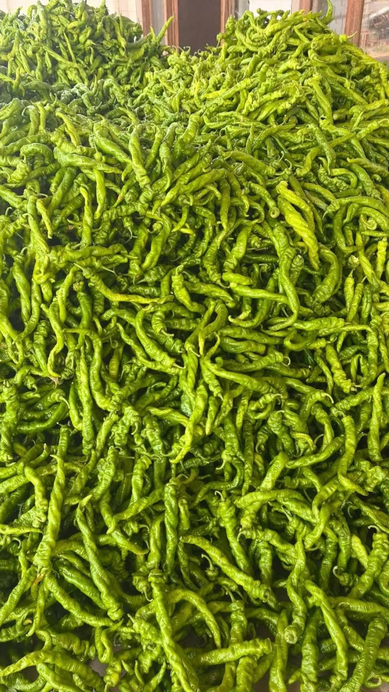 螺丝椒，暖棚，二茬子