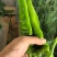 螺丝椒，暖棚，二茬子