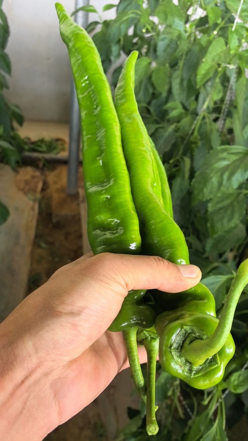 螺丝椒，暖棚，二茬子