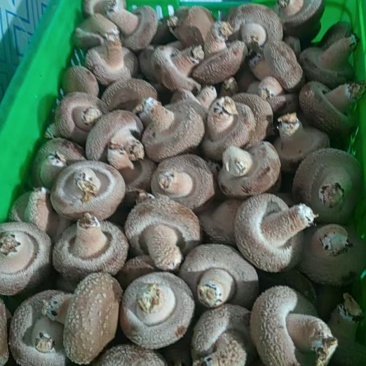 新鲜香菇，一天一个价，