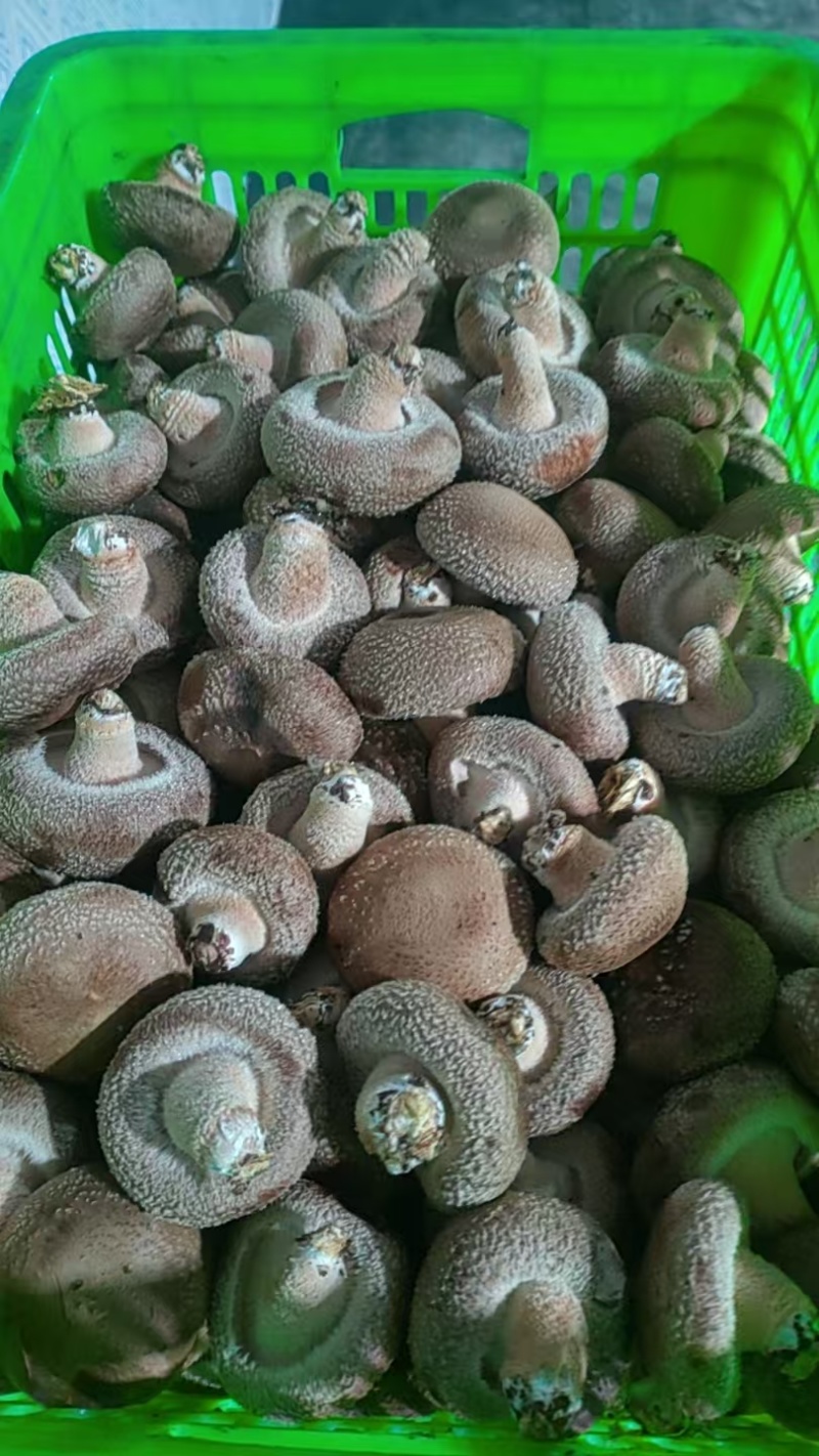 新鲜香菇，一天一个价，