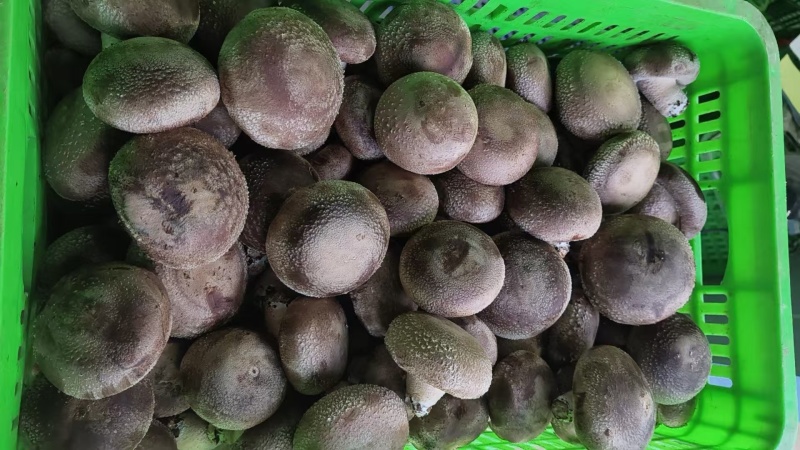 新鲜香菇，一天一个价，