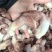 紫鸟贝