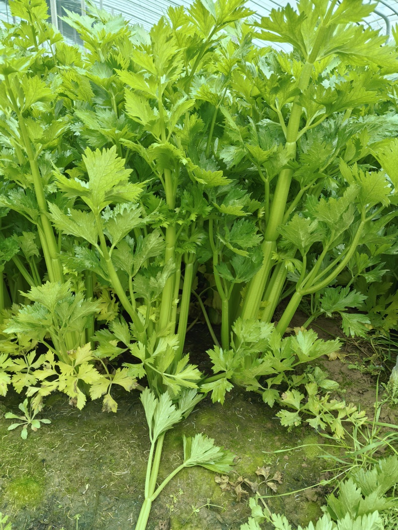 芹菜大量上市