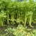 芹菜大量上市